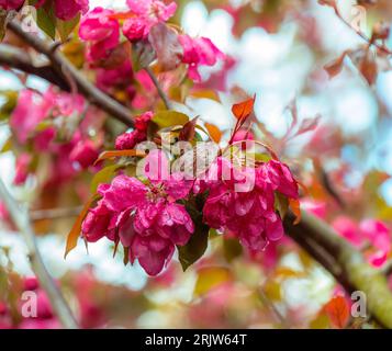 Spring time - flowering apple tree with pink blossoms. Stock Photo
