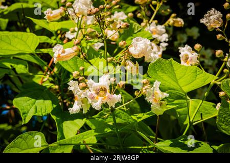 Flowering Northern catalpa in the city park Stock Photo