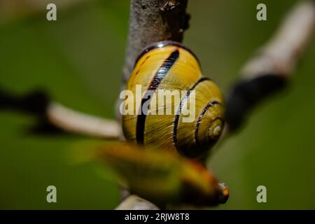 Close-up snail on the tree branch Stock Photo
