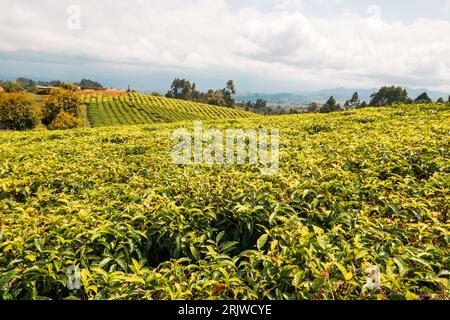 Scenic view of tea farms in Rungwe, Mbeya Region Tanzania Stock Photo