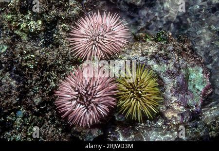 Burrowing sea urchins (Echinometra mathaei) from rarotonga, Cook Islands. Stock Photo