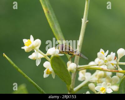 Hoverfly, Syrphus ribesii, feeding on flowers of an olive tree, Olea europaea, in a garden in West Wales. Stock Photo