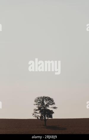 lonely tree in the field Stock Photo