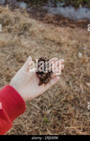 person holding a pine cone Stock Photo