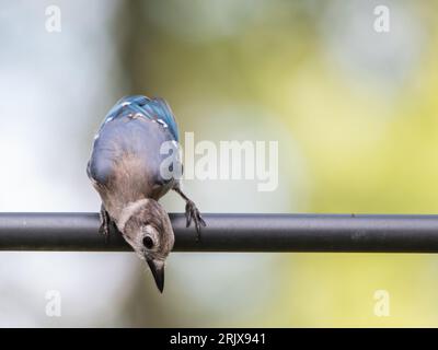 A juvenile Blue Jay looking down at a platform tray at a bird feeder on a summer day in Texas. Stock Photo