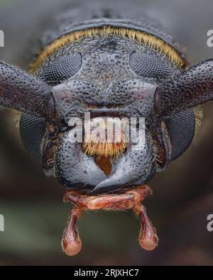 Portrait of brown longhorn beetle, The Tanner Beetle (Prionus coriarius) Stock Photo