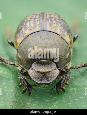Portrait of a metallic Dung Beetle with a brown and yellow speckled elytra, situated on a green leaf (Onthophagus fracticornis) Stock Photo