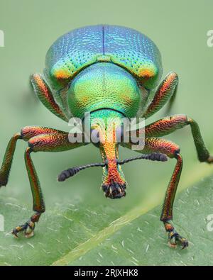 Portrait of a multicolored, iridescent leaf-rolling weevil (a type of beetle) with blue, green, and red colors, standing on a leaf (Byctiscus betulae) Stock Photo