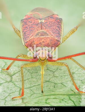 Symmetrical portrait of a red-spotted Plant bug with yellow legs drinking water on a green leaf (Hazel bug, Pantilius tunicatus) Stock Photo