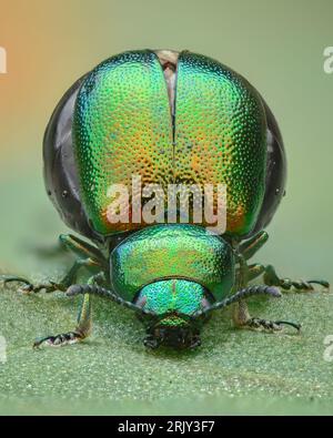 Portrait of a pregnant, green and orange iridescent leaf beetle standing on a dock leaf (Green dock leaf beetle, Gastrophysa viridula) Stock Photo