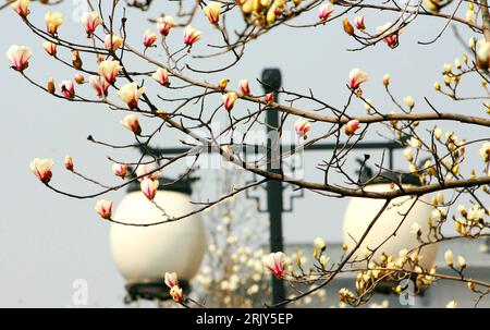 Bildnummer: 52449797  Datum: 12.03.2008  Copyright: imago/Xinhua Blühende Yulan Magnolie (Magnolia denudata) in Suzhou - PUBLICATIONxNOTxINxCHN, Pflanzen; 2008, premiumd, Suzhou, Magnolien, Knospe, Knospen; , quer, Kbdig, Frühjahr, Jahreszeit, Totale,  , o0 Blüte, blühen Stock Photo