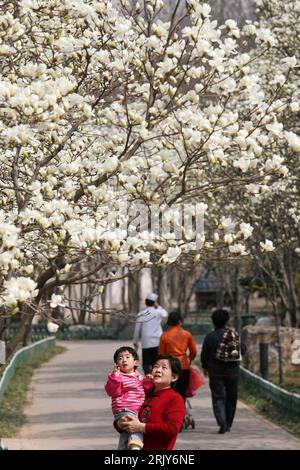 Bildnummer: 52459744  Datum: 17.03.2008  Copyright: imago/Xinhua Großmutter und Enkel bestaunen die Blütenpracht der Yulan-Magnolie (Magnolia denudata) in Jinan, Provinz Shandong - China  PUBLICATIONxNOTxINxCHN , Personen , Landschaft , Pflanzen; 2008, Jinan , China, premiumd , Jahreszeit Frühjahr, Blüte blühen Baumblüte, Magnolien  , Park, Einheimische Chinese, Chinesen; , hoch, Kbdig, Totale,  , , Asien Stock Photo