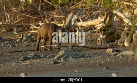 sunset shot of a tapir walking along the beach at sirena station Stock Photo