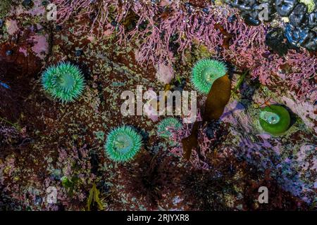 Giant Green Anemones, Anthopleura xanthogrammica,   at Point of Arches in Olympic National Park, Washington State, USA Stock Photo