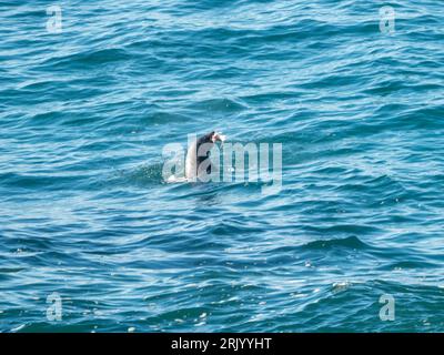 A Seal in the wild with a fish it has caught in its mouth, swimming in the blue Pacific Ocean, Mid North Coast NSW Australia Stock Photo