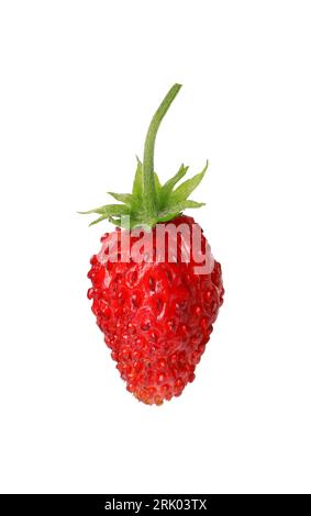 One ripe wild strawberry isolated on white Stock Photo - Alamy
