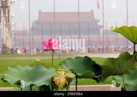 Bildnummer: 52627473  Datum: 08.07.2008  Copyright: imago/Xinhua Blühende Lotusblume vor der verbotenen Stadt in Peking  PUBLICATIONxNOTxINxCHN , Pflanzen , Landschaft; 2008, Peking, Blume, blühen; , quer, Kbdig, Totale,  , Reisen, Asien o0 Verbotene    Bildnummer 52627473 Date 08 07 2008 Copyright Imago XINHUA Blooming Lotus flower before the Forbidden City in Beijing PUBLICATIONxNOTxINxCHN Plants Landscape 2008 Beijing Flower bloom horizontal Kbdig long shot Travel Asia o0 Prohibited Stock Photo