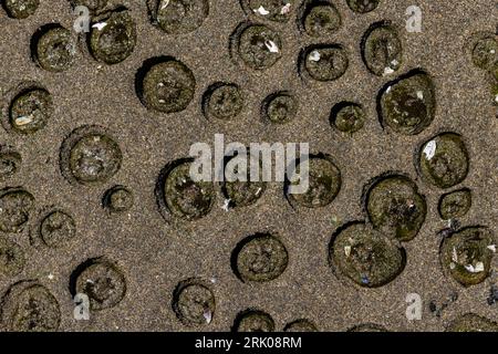 Aggregate Green Anemone, Anthopleura elegantissima, in wave-shifted sand at Point of Arches, Olympic National Park, Washington State, USA Stock Photo