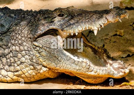 Close-up of a Nile crocodile (Crocodylus niloticus) Stock Photo