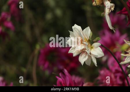 White dahlia and pink dahlia flower in garden Stock Photo