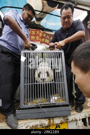 Giant Panda (Ailuropoda melanoleuca) den, China Stock Photo - Alamy