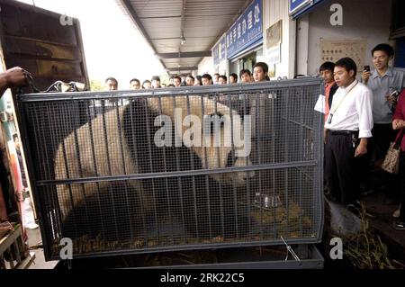 Giant Panda (Ailuropoda melanoleuca) den, China Stock Photo - Alamy