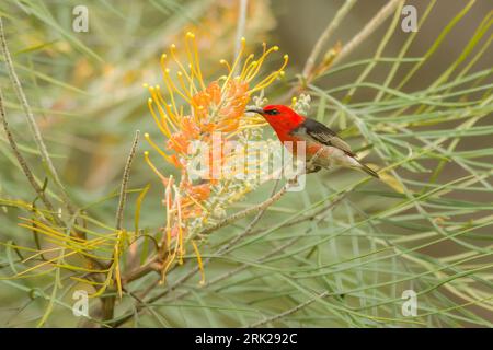 The adult male Scarlet Honeyeater is a vivid scarlet red and black bird with whitish underparts. Stock Photo