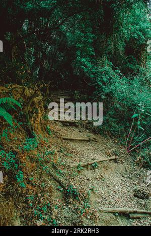 a nature photo of a trail through forest Stock Photo