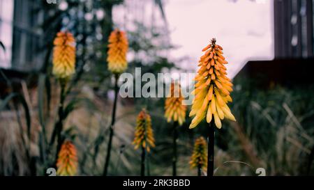 RED HOT POKER, KNIPHOFIA spotted in Battersea Stock Photo