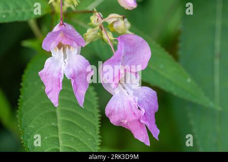 Himalayan balsam (Impatiens glandulifera), an introduced plant now a major invasive weed of riverbanks and ditches, Hampshire, England, UK Stock Photo