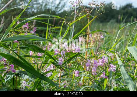 Himalayan balsam (Impatiens glandulifera), an introduced plant now a major invasive weed of riverbanks and ditches, Hampshire, England, UK Stock Photo