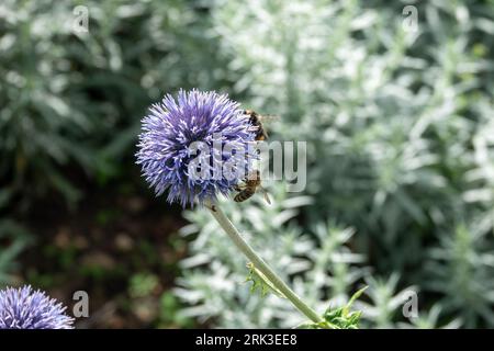 bumble bee collecting pollen from pretty blue globe thistle Stock Photo