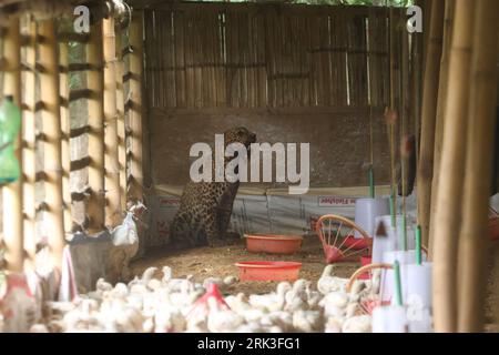 Kathmandu, NE, Nepal. 24th Aug, 2023. A leopard is pictured inside a poultry farm after a clash with humans, on the outskirts of Kathmandu, Nepal on August 24, 2023. (Credit Image: © Aryan Dhimal/ZUMA Press Wire) EDITORIAL USAGE ONLY! Not for Commercial USAGE! Credit: ZUMA Press, Inc./Alamy Live News Stock Photo
