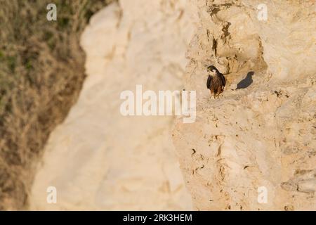 Eleonora's Falcon - Eleonorenfalke - Falco eleonorae, Cyprus, adult Stock Photo