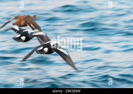 King Eider (Somateria spectabilis) in flight over the sea in the harbour of Vadso, Varangerfjord, in arctic Norway Stock Photo