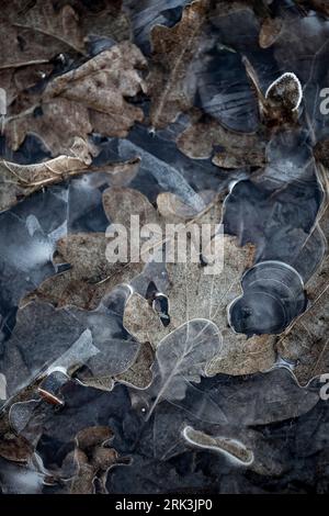 Berijpt blad, Frosted leaves Stock Photo