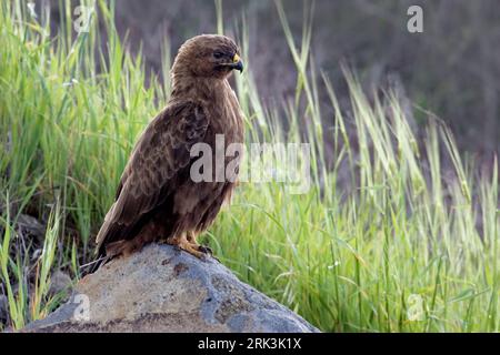 Steppebuizerd in zit; Steppe Buzzard perched Stock Photo