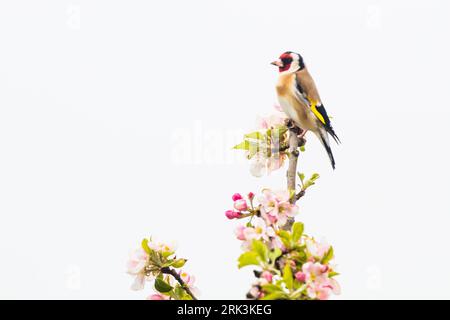 European Goldfinch, Putter, Carduelis carduelis male perched on top of apple tree in blossom Stock Photo