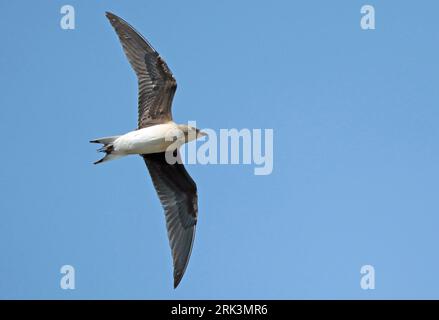 Juvenile Black-winged Pratincole, Glareola nordmanni in flight, seen from the side, showing under wing. Stock Photo