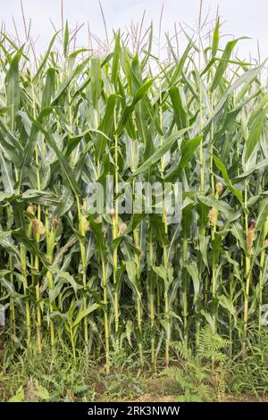 corn growing in fields beside the rance canal near combourg brittany Stock Photo