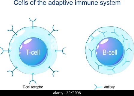 T-cell and B-cell. Cells of Adaptive immune system. immune response and lymphocytes. Vector illustration on white background. Stock Vector