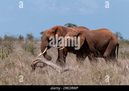 African elephants, Loxodonta africana, walking in tall grass. Lualenyi Game Reserve, Kenya. Stock Photo
