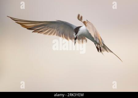 Common Tern (Sterna hirundo) on the Azores. Hovering and looking for prey to catch. Stock Photo