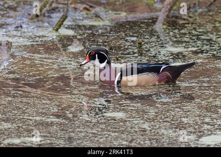 Wood duck, Parc d'Osseghem, Bruxelles, Belgium, February 2022 Stock ...