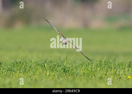 Hen Harrier (Circus cyaneus), front view of a juvenile male in flight, Campania, Italy Stock Photo