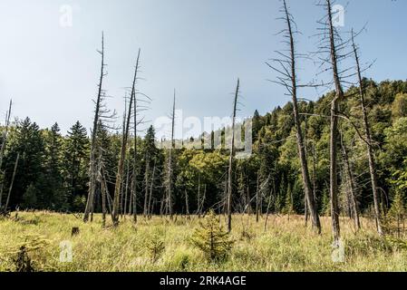 View on the Forest near lake in La Mauricie National Park Quebec, Canada on a beautiful day. Stock Photo