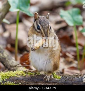 An adorable chipmunk perched on a tree branch, enjoying a tasty snack in its paws Stock Photo