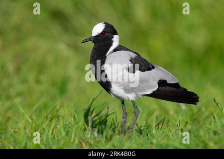 Blacksmith Lapwing (Vanellus armatus), side view of an adult standing on the ground, Western Cape, South Africa Stock Photo