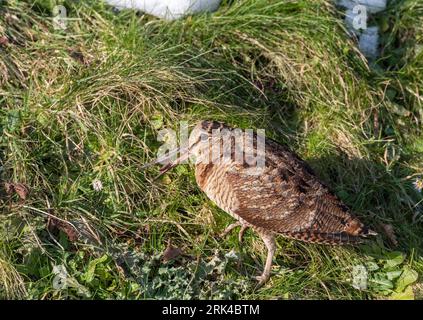 Eurasian Woodcock (Scolopax rusticola) wintering at Lentevreugd, Wassenaar, in the Netherlands. Part of a major influx due to an extreme cold spell. Stock Photo