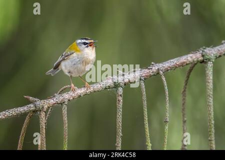 Adult male Common Firecrest (Regulus ignicapilla ignicapilla) perched on a pine tree in Watermael-Boitsfort, Brussels, Berbant, Belgium. Stock Photo